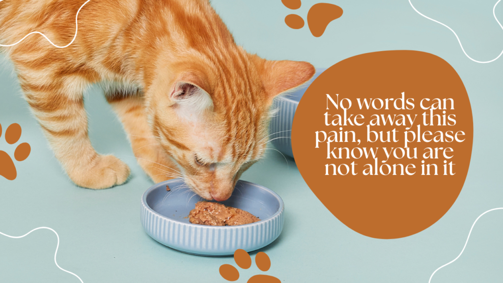 Pet Condolence Messages for the Loss of a Cat